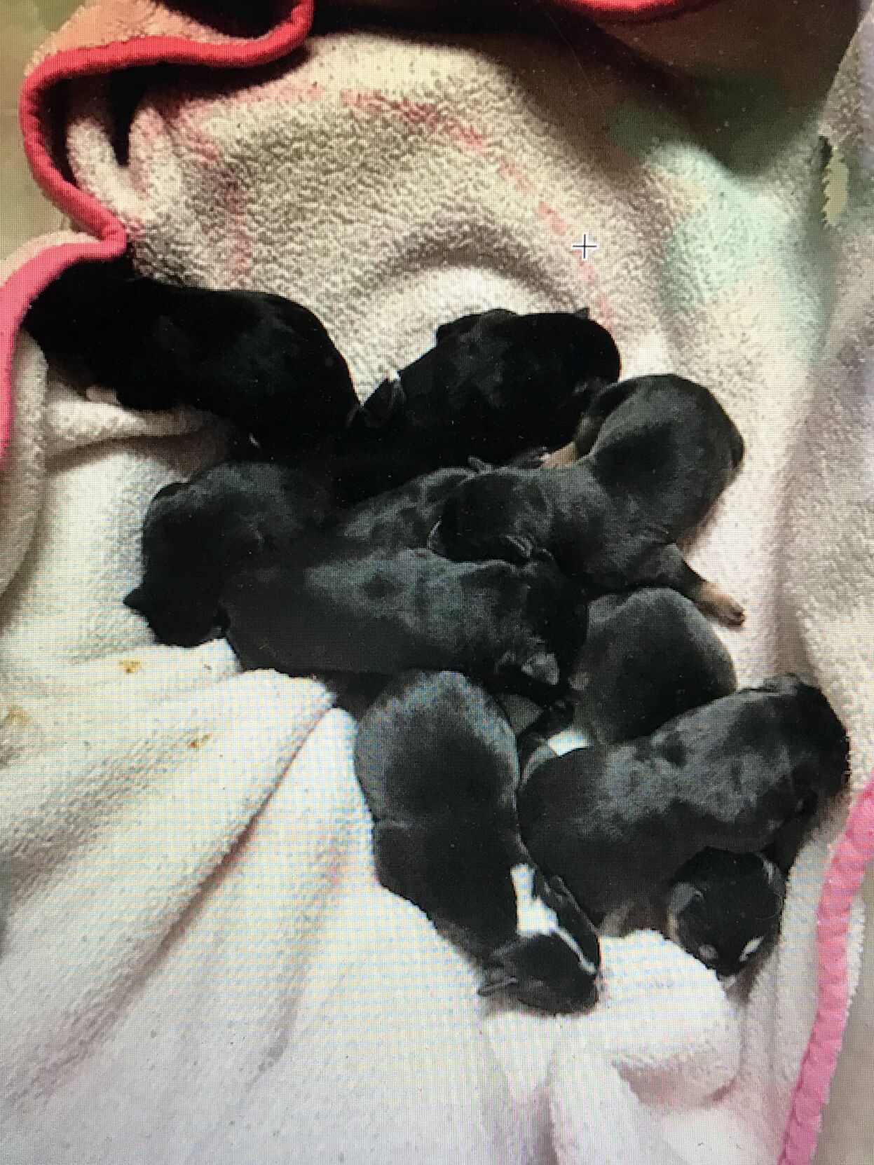 021621.Puppies_submitted.jpg